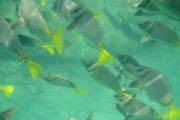 Cabo Snorkeling tour