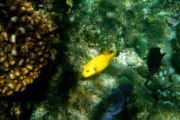 Cabo Loco Tours Snorkeling