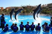 Dolphin tour in los cabos mexico