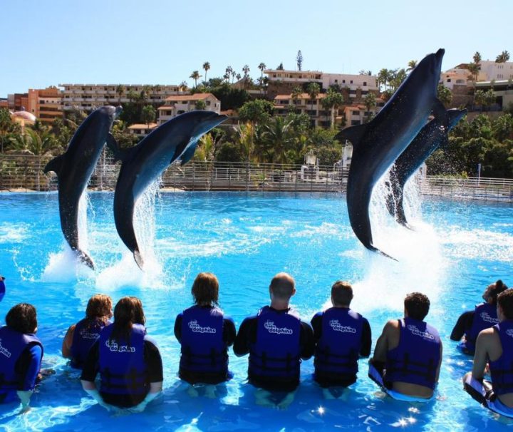 Dolphin tour in los cabos mexico