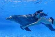 Dolphin Swim in los cabos
