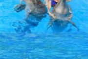 Dolphin Signature Swim