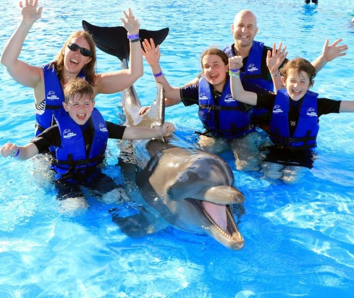 Dolphin Signature Swim