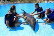 Dolphin family experience in los cabos