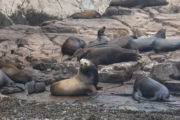 Sea lion colony in los cabos